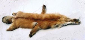 RED FOX PELT - NORTH AMERICAN NATURAL PIECE RED FOX