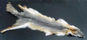 GREY FOX PELT - NORTH AMERICAN NATURAL PIECE