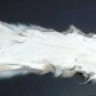 GREY FOX PELT - NORTH AMERICAN NATURAL PIECE