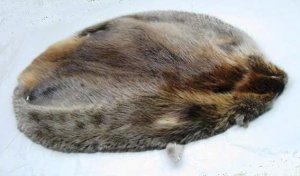 NATURAL BEAVER PELT  - NORTH AMERICAN PIECE SKIN