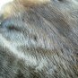 NATURAL BEAVER PELT - NORTH AMERICAN PIECE SKIN