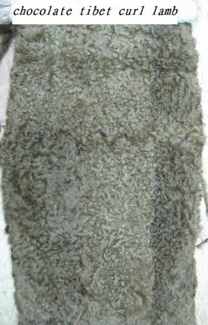 CURL TIBET LAMB - TOFFE & BROWN LAMB PLATE-DRESSED REAL GENUINE SKIN(40" X 20")