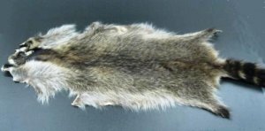 NATURAL RACCOON FLAT PELT - NORTH AMERICAN NATURAL PIECE