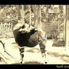 Okapi (5x7 print)
