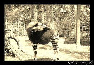Okapi (5x7 print)