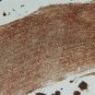 Iced Mocha Eyeshadow