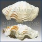 3D silicone Soap/polymer/clay/cold porcelain mold-Fluted Giant Clam Shell