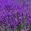 Fragrance oils 1 oz French lavender bouquet bath, soaps