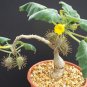 Uncarina Roesliana 5 seeds rare succulent plant caudiciform bonsai
