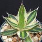 Agave lophanta quadricolor variegated succulent plant