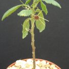 Dorstenia Radiata rare succulent plant bonsai cauduciform