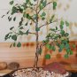 Euphorbia misera rare succuent plant exotic 5 seeds