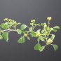 Euphorbia misera rare succuent plant exotic 5 seeds