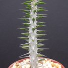 Alluaudia procera rare succulent plant exotic Madagascar Ocotillo