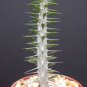 Alluaudia procera rare succulent plant exotic Madagascar Ocotillo