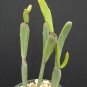Euphorbia xylophylloides rare succulent plant bush cactus cacti