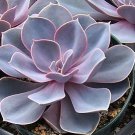 echeveria perle von nurnberg  rare succulent plant hen and chickens cactus cacti