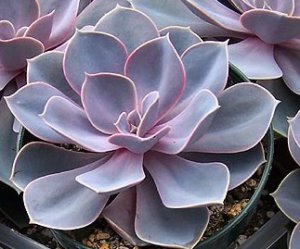 Resultado de imagem para echeveria perle von nurnberg