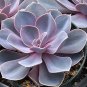 echeveria perle von nurnberg  rare succulent plant hen and chickens cactus cacti