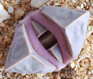Lapidaria margaretae, rare mesembs cactus seed 50 SEEDS