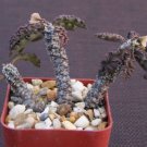 Euphorbia decaryi rare succulent cactus plant agave #2"