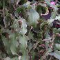 Epiphyllum curly locks, rare cacti cactus seed 50 SEEDS