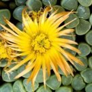 Fenestraria rhopalophylla @J@ baby toes seed 50 SEEDS