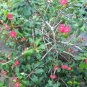 Euphorbia Geroldii rare succulent plant cactus cacti 4"