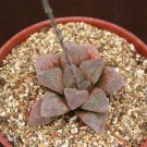 Haworthia Pygmaea, exotic rare succulent plant cacti 4"