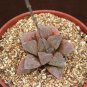 Haworthia Pygmaea, exotic rare succulent plant cacti 4"