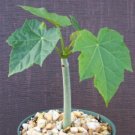 Jatropha curcas @@ rare succulent cacti plant cactus 6"