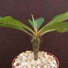 Euphorbia Viguieri exotic rare succulent plant cactus 4