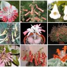 SINNINGIA VARIETY MIX @ rare caudex plant seed 50 SEEDS