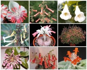 SINNINGIA VARIETY MIX @ rare caudex plant seed 50 SEEDS