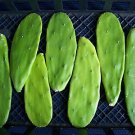 Opuntia grafting stock cactus grafted cacti 10 cuttings
