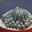 Gymnocalycium andreae rare cluster cacti cactus plant 4
