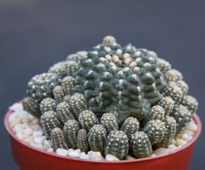 Gymnocalycium andreae rare cluster cacti cactus plant 4