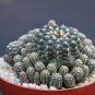 Gymnocalycium andreae rare cluster cacti cactus plant 4