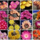 Lobivia variety MIX @@ cacti rare cactus seed 100 SEEDS