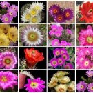 Echinocereus variety mix @J@ rare cactus seed 100 SEEDS