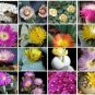 Mesembs MIX succulent cactus living stone seed 30 SEEDS