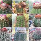 Melocactus MIX cacti rare cactus seed 150 SEEDS