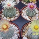 Astrophytum asterias kabuto MIX  rare cactus 150 SEEDS