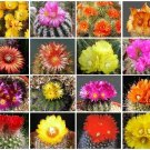 PARODIA VARIETY MIX FLOWERING CACTUS SEED 100 SEEDS OJO