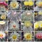 Exotic Cactus Collection Astrophytum Variety MIX @@ rare cacti seed lot 50 SEEDS