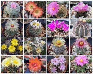 Exotic Cactus collection variety mix @ rare cacti seed succulents  200 seeds lot