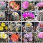 Exotic Cactus collection variety mix @ rare cacti seed succulents  200 seeds lot