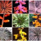Dyckia MIX exotic  succulent cactus hetchia cacti xeriscaping aloe seed 50 SEEDS