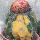 Melocactus neryi variegated, seed cacti cactus 50 SEEDS