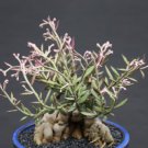 Monadenium rubellum caudex  bonsai cactus seed 10 seeds